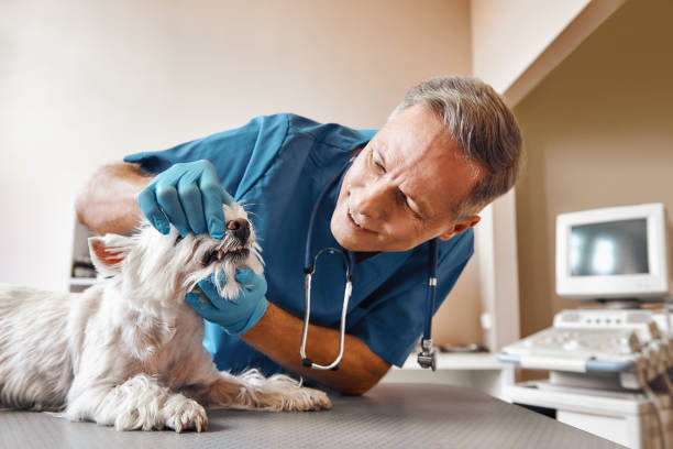 Best Emergency Dental Care for Trauma or Injury in Scotchtown, NY